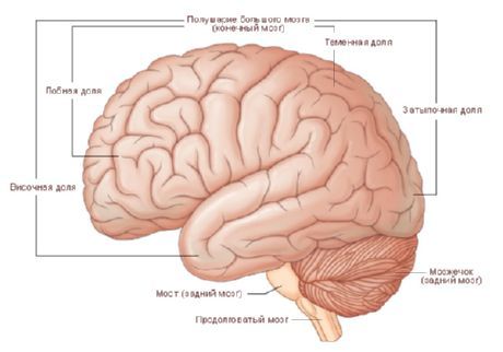 The brain. The hemispheres of the brain