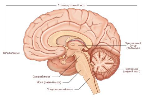 Brain
