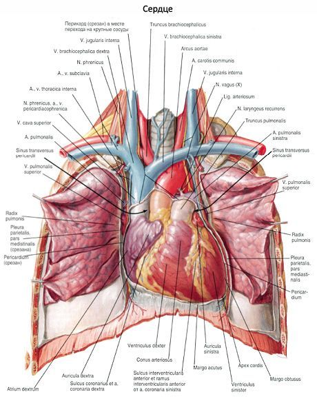 Heart