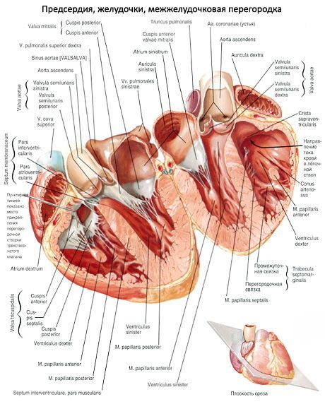 Heart