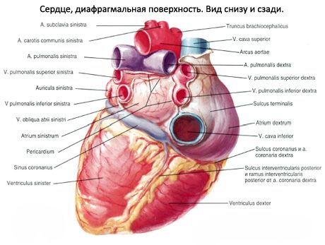 Heart