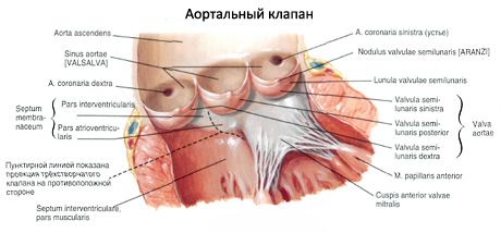 Heart