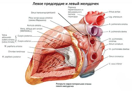 Heart