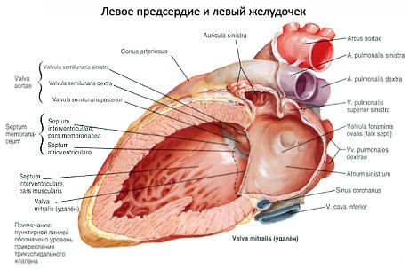 Heart