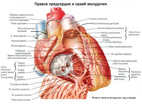 Heart