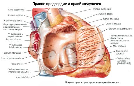 Heart