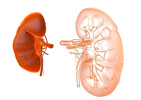 What are kidneys?